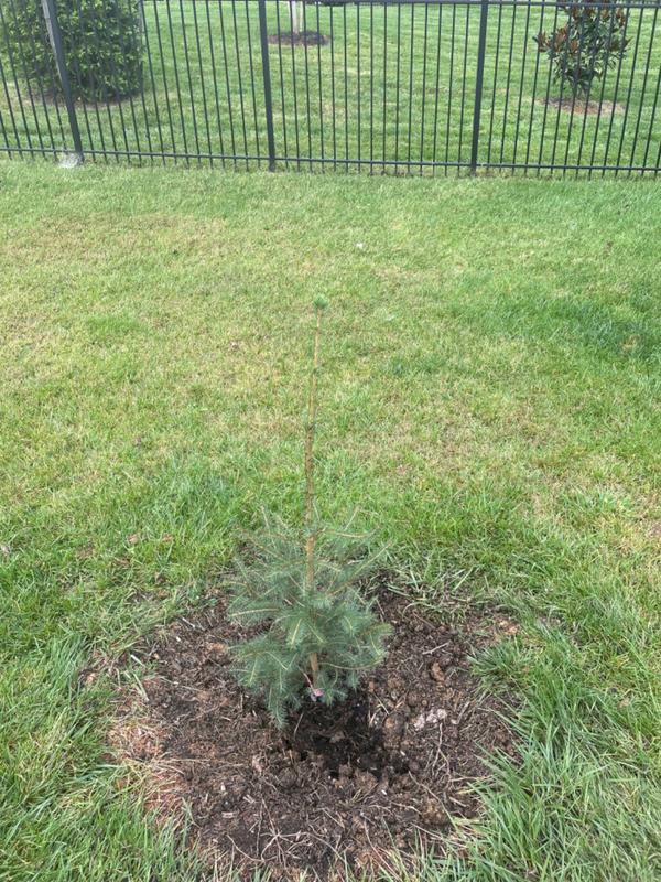 Norway Spruce Norway Spruce Tree Plantingtree Norway Spruce Norway Spruce Tree Plantingtree