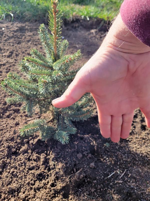 Baby Blue Spruce Semi Dwarf Evergreen Tree Plantingtree