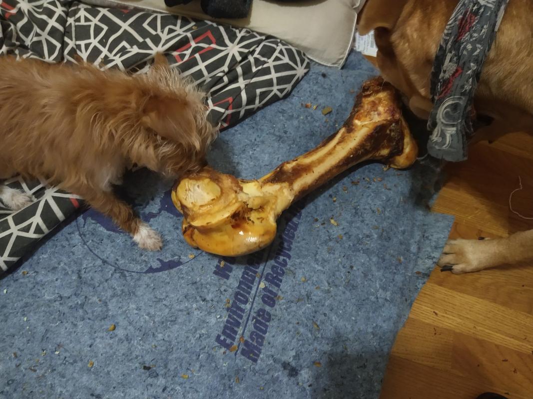 large dog bones