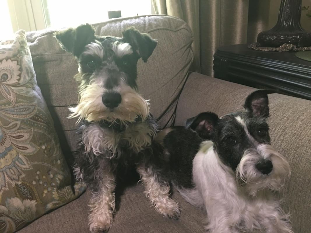 hard white dog bones