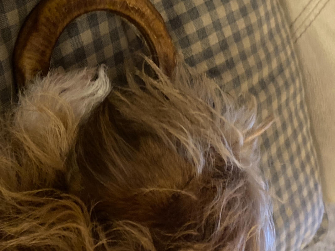 bully stick rings