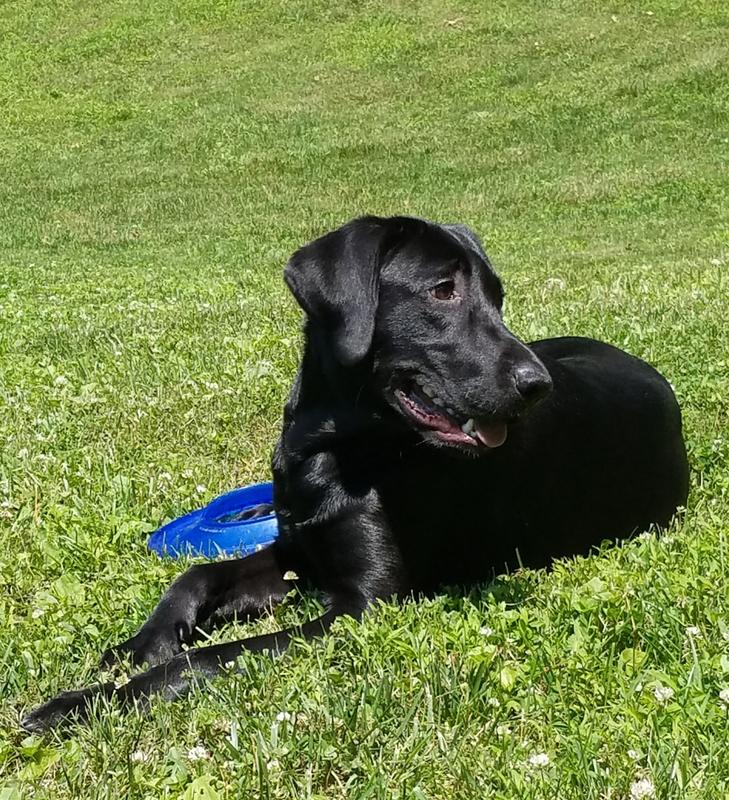 Turkey Necks for Dogs Rich in Glucosamine Made in USA