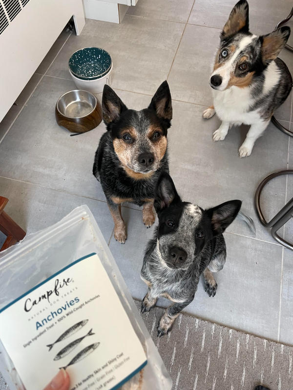 Anchovies for Dogs & Cats Rich in Omega3 Made in USA Campfire Treats