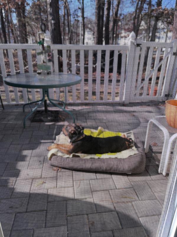 Anchovies for Dogs & Cats Rich in Omega3 Made in USA Campfire Treats