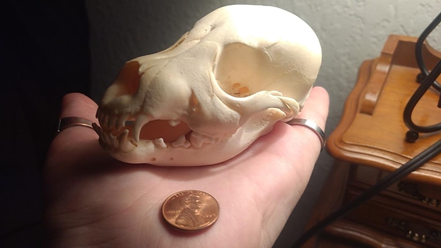 1 Real Domestic Dog Skull Puppy For Sale Skulls Unlimited International Inc