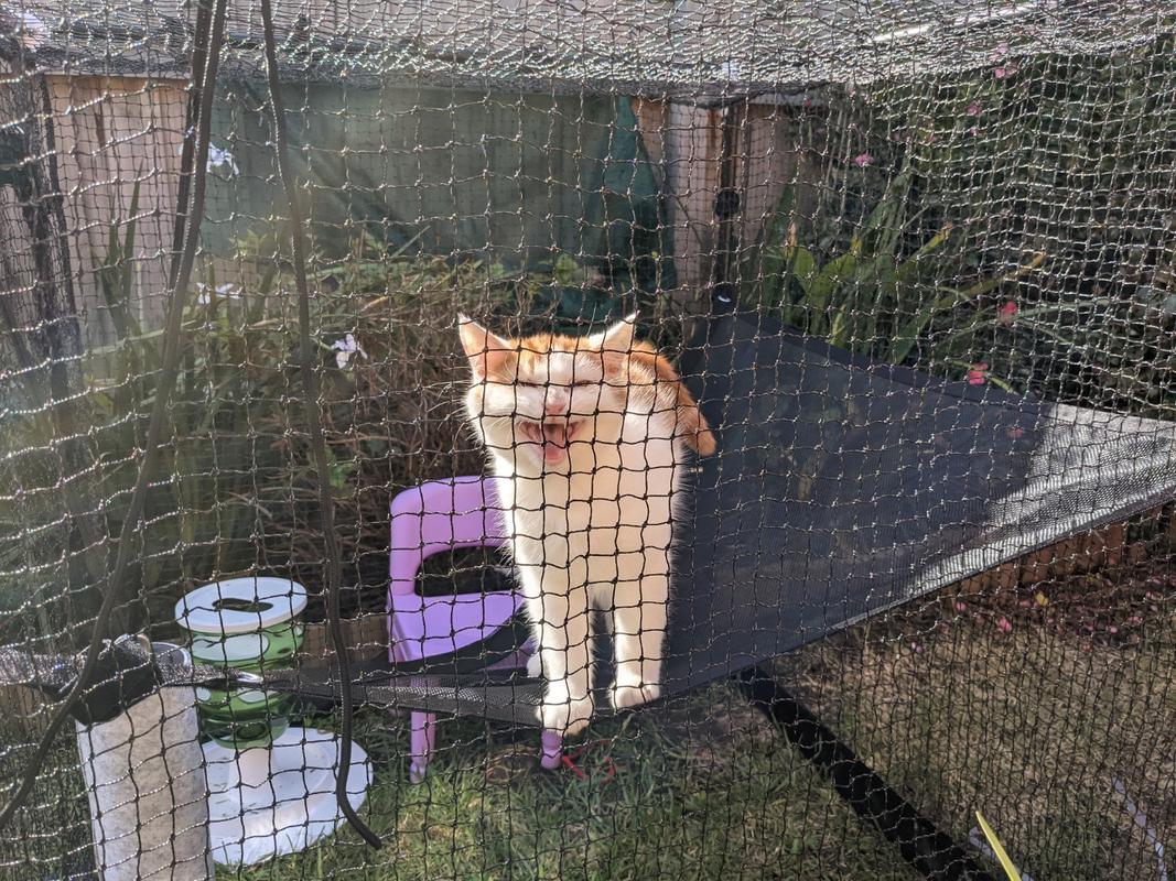 Premium Portable Cat Enclosure 1.2m