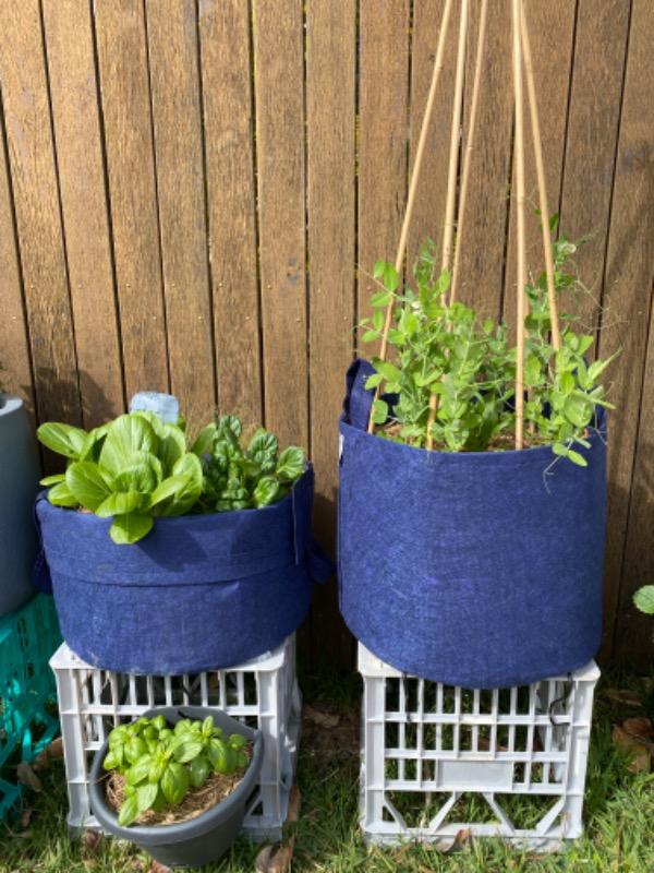 Root Pouch Navy Boxer Line Fabric Pot Plant Up On The Rooftop