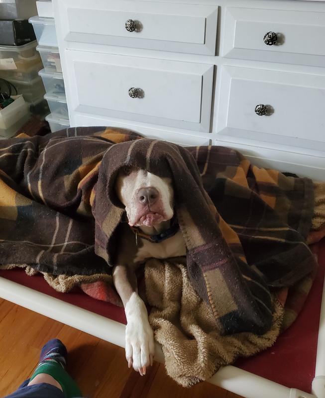 Standard Dog Bed Kuranda Dog Beds