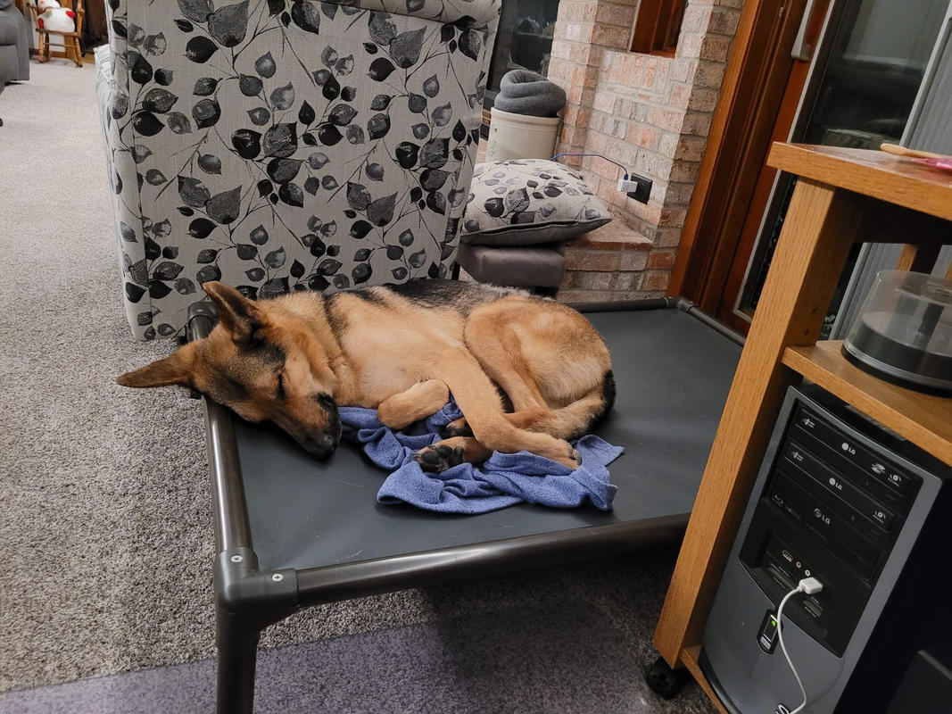 kuranda dog bed chewproof design walnut pvc indoor elevated