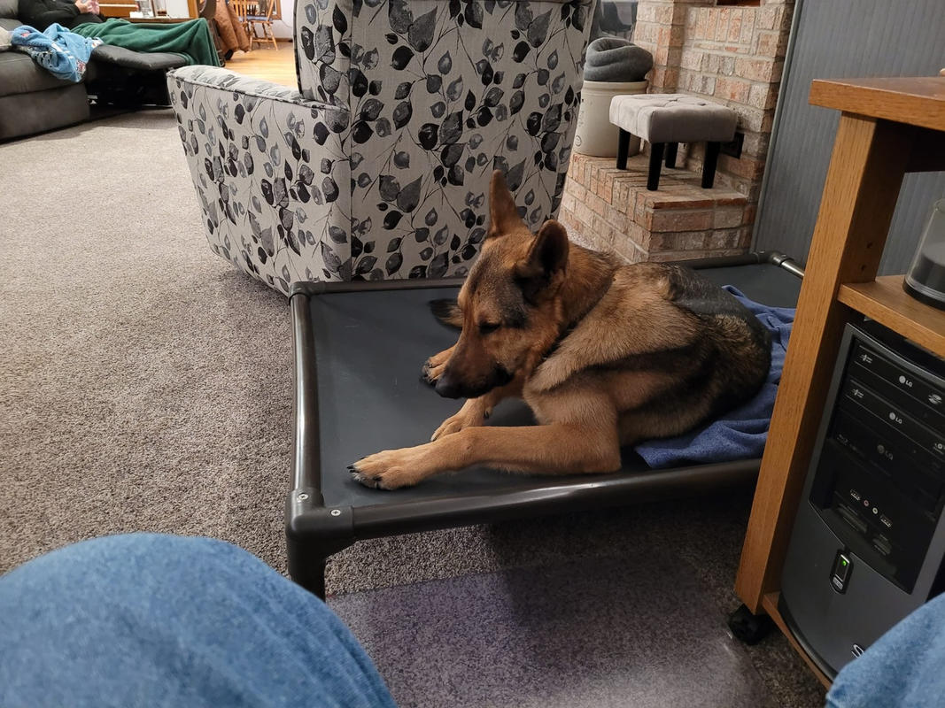 kuranda dog bed chewproof design walnut pvc indoor elevated