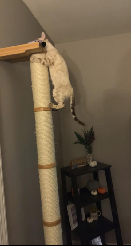 cat climbing pole