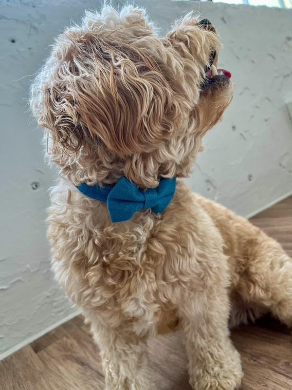 Purple Haze Rope Leash - Pack Leashes