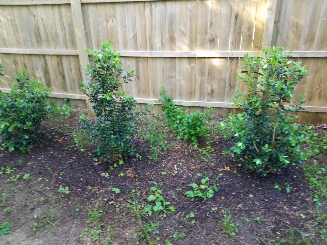 Nellie Stevens Holly Trees for Sale