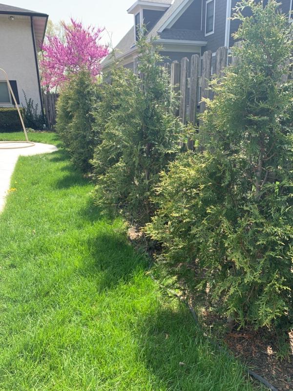 Thuja Green Giant Evergreen Trees for Sale– FastGrowingTrees.com