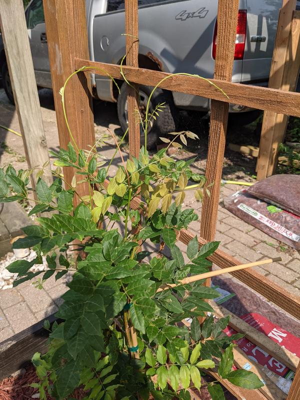 Purple Wisteria Vines for Sale