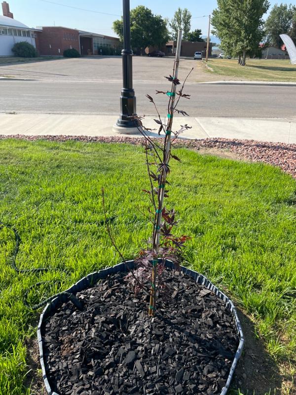Bloodgood Japanese Maple Trees for Sale