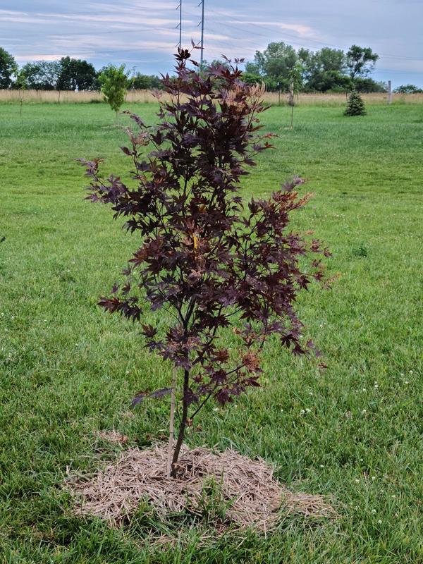 Bloodgood Japanese Maple Trees for Sale