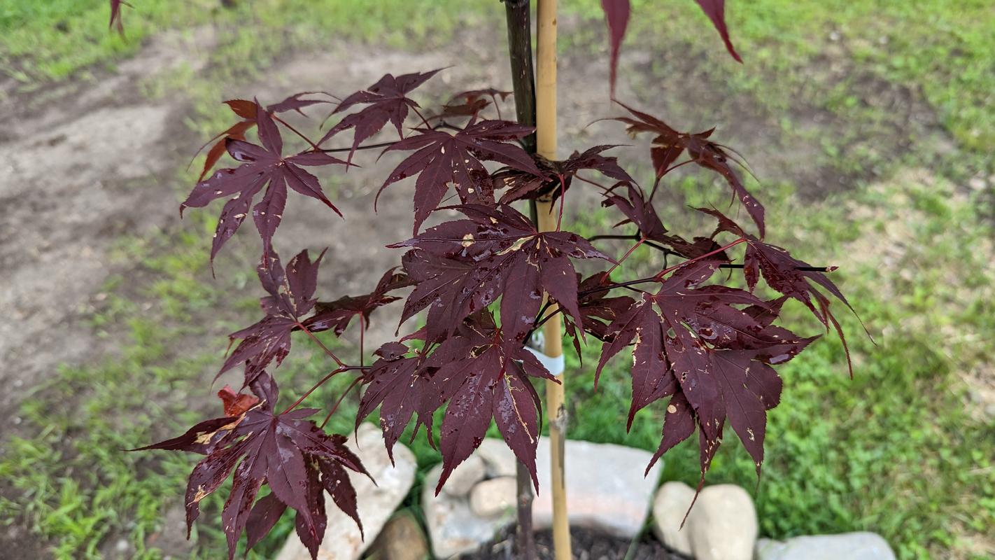 Japanese Maple Bloodgood Growth Rate