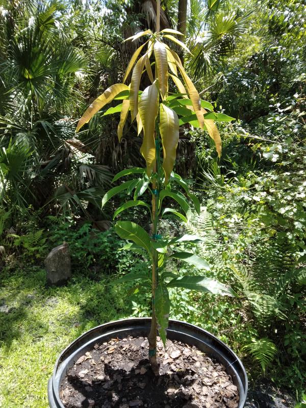 Glenn Mango Trees for Sale