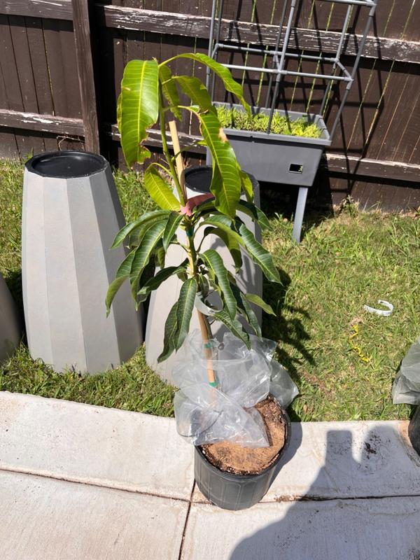 Glenn Mango Trees for Sale – FastGrowingTrees.com