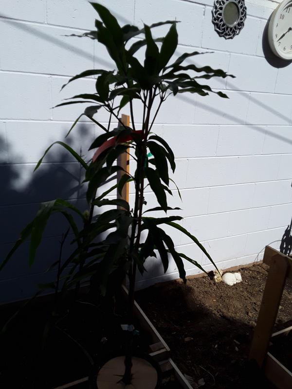 Glenn Mango Trees for Sale – FastGrowingTrees.com