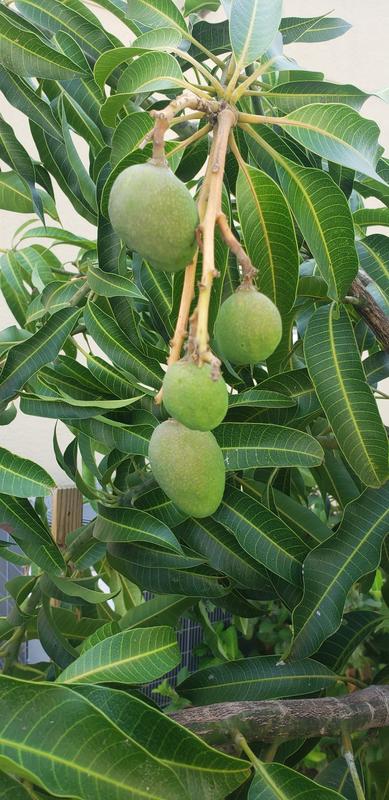 Glenn Mango Trees for Sale – FastGrowingTrees.com