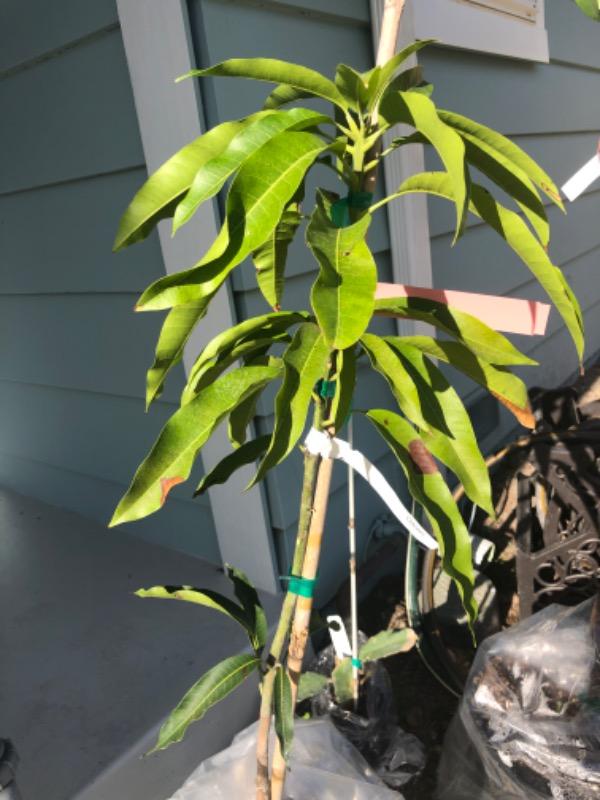 Glenn Mango Trees for Sale