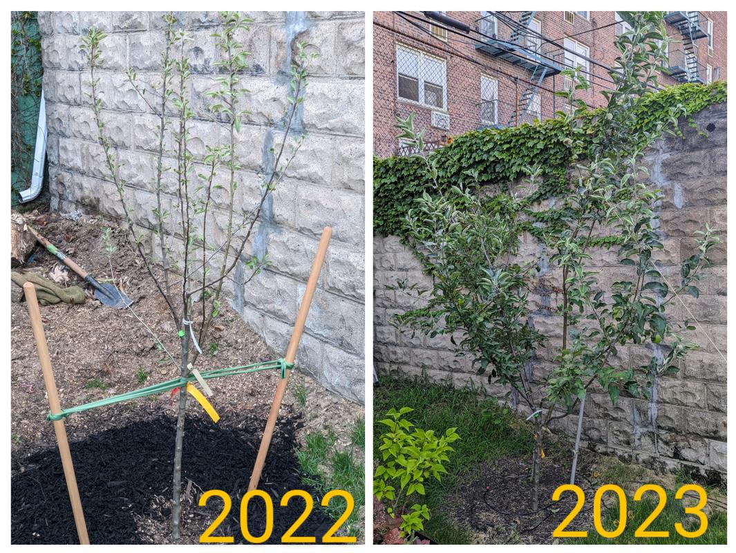 4in1 Apple Trees for Sale