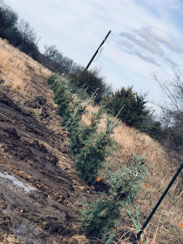 Arizona Cypress Trees for Sale