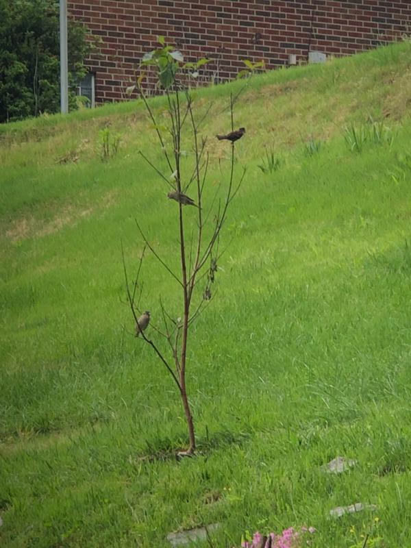 Pink Flowering Dogwood Trees for Sale