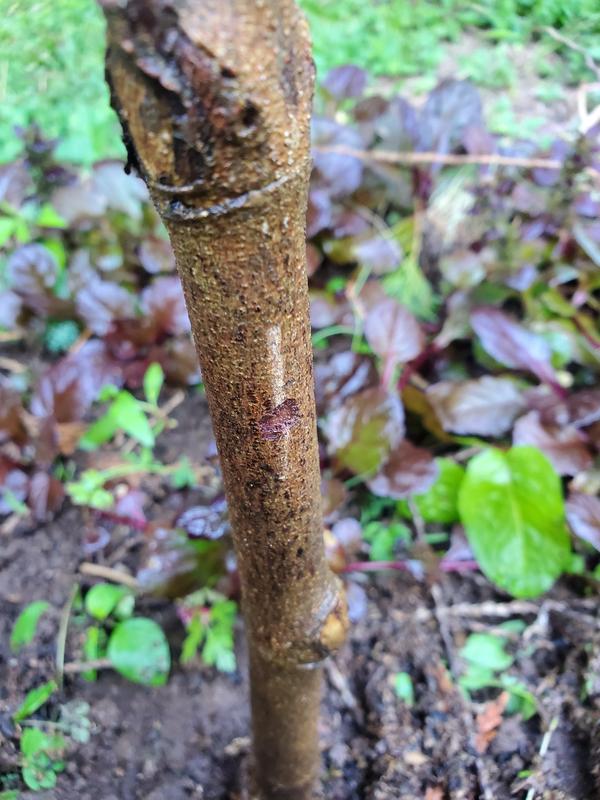 Pink Flowering Dogwood Trees for Sale – FastGrowingTrees.com