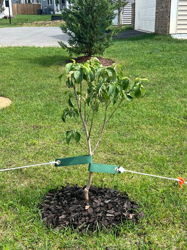 Pink Flowering Dogwood Trees for Sale