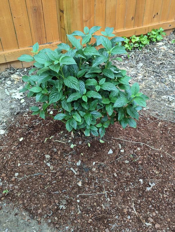 Yellow Twig Dogwoods for Sale