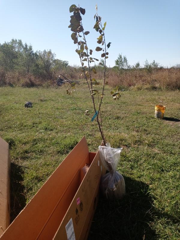 McIntosh Apple Trees for Sale – FastGrowingTrees.com