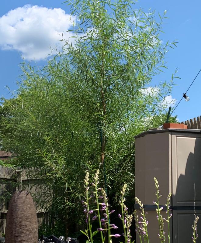 Willow Hybrid Trees for Sale