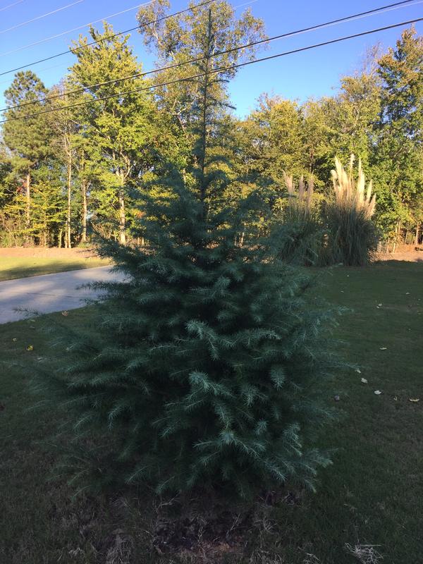 Norway Spruce Trees For Sale – FastGrowingTrees.com