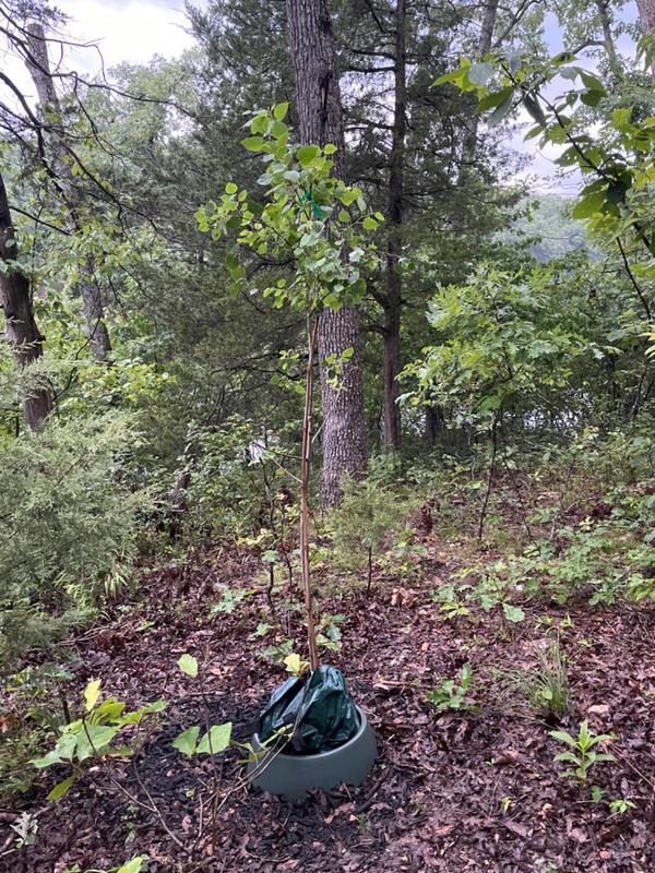 Quaking Aspen Trees for Sale