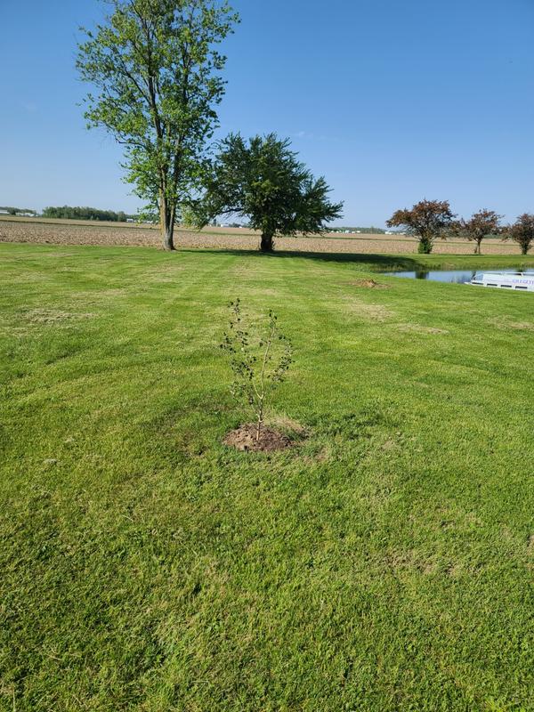 Quaking Aspen Trees for Sale