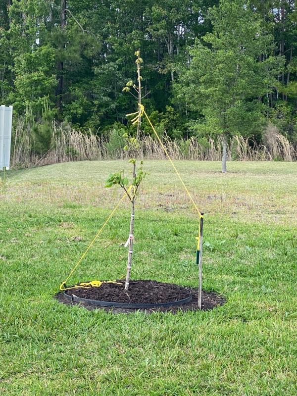 October Glory Red Maple Trees for Sale – FastGrowingTrees.com