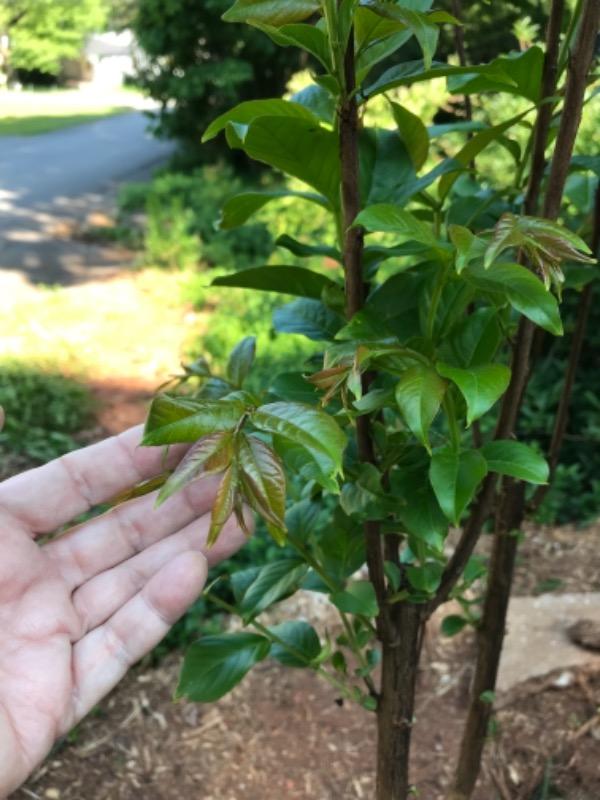 Natchez Crape Myrtle Trees for Sale – FastGrowingTrees.com