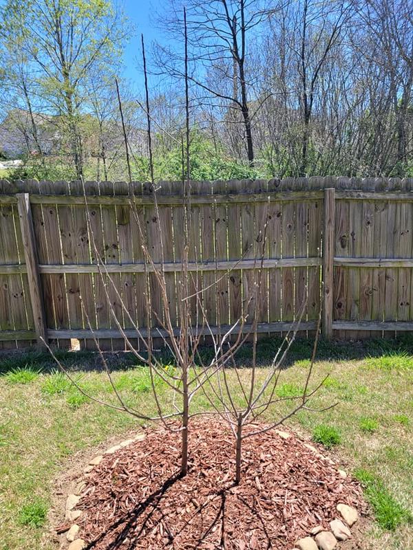 Dwarf Gala Apple Trees for Sale