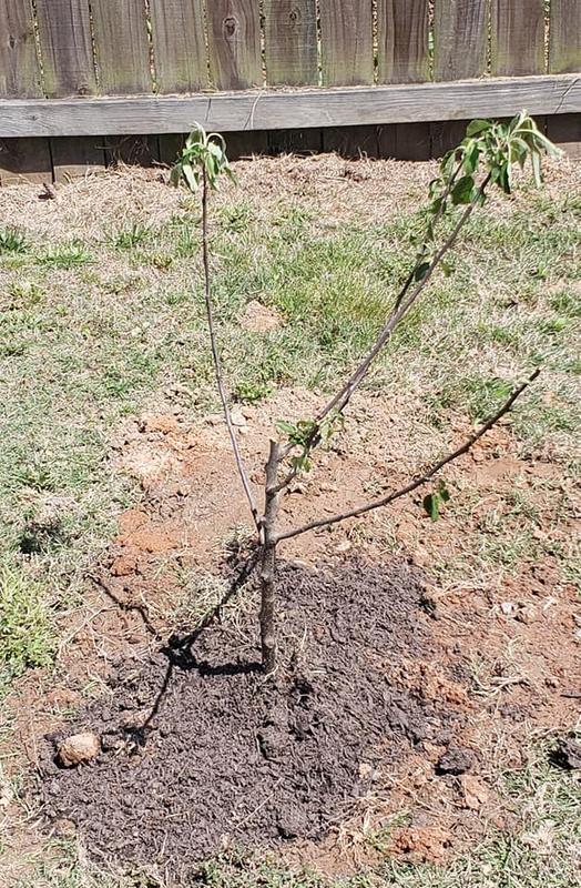 Dwarf Gala Apple Trees for Sale