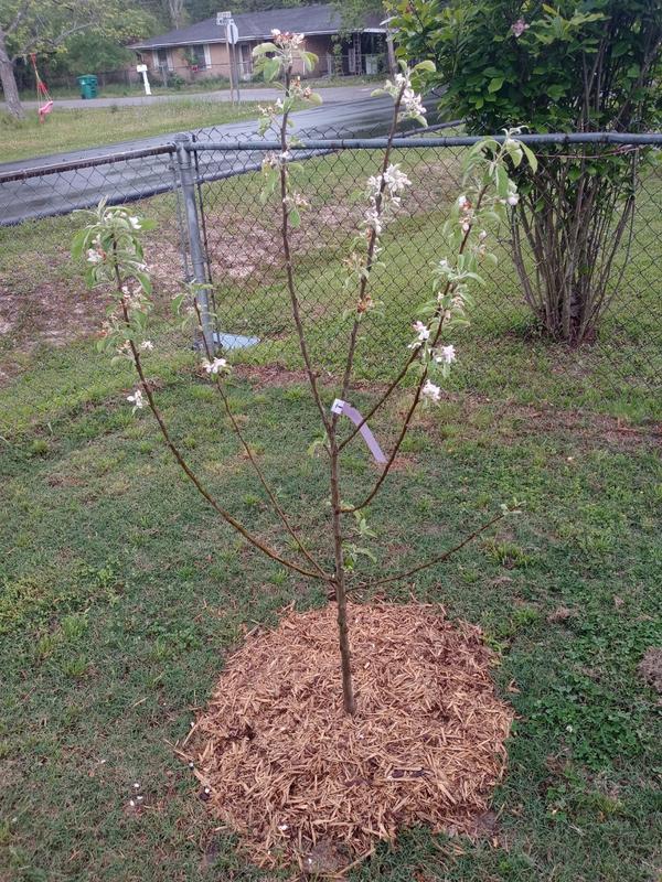 Dwarf Granny Smith Apple Trees for Sale