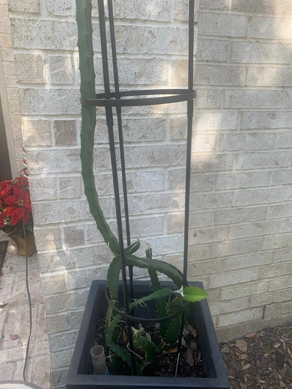 Dragon Fruit Cactuses