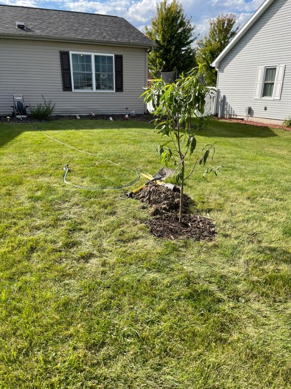 Elberta Peach Trees for Sale