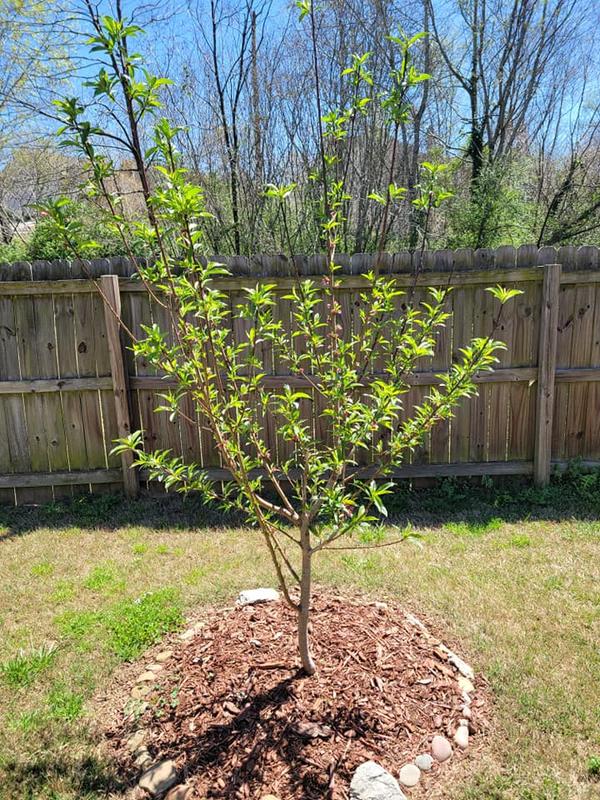 Elberta Peach Trees for Sale