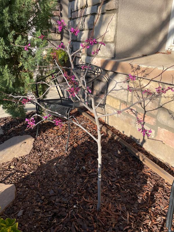 Oklahoma Redbud Trees for Sale