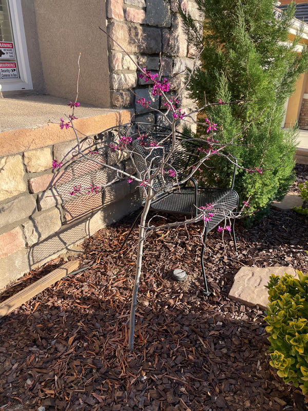 Oklahoma Redbud Trees for Sale
