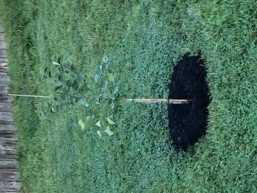 Oklahoma Redbud Trees for Sale