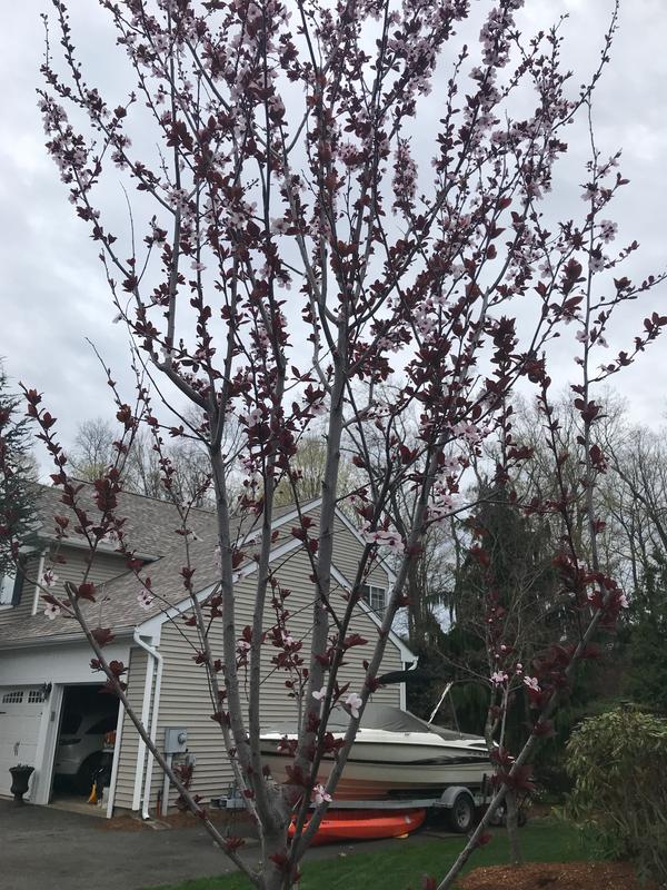 Newport Flowering Plum Trees for Sale